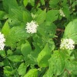 Plant with flowers in the Upper Peninsula of Michigan