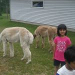 Hibah and jamal with alpacas