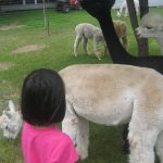 Hibah enjoying her timw with alpacas