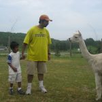 Saif and jamal with alpacas